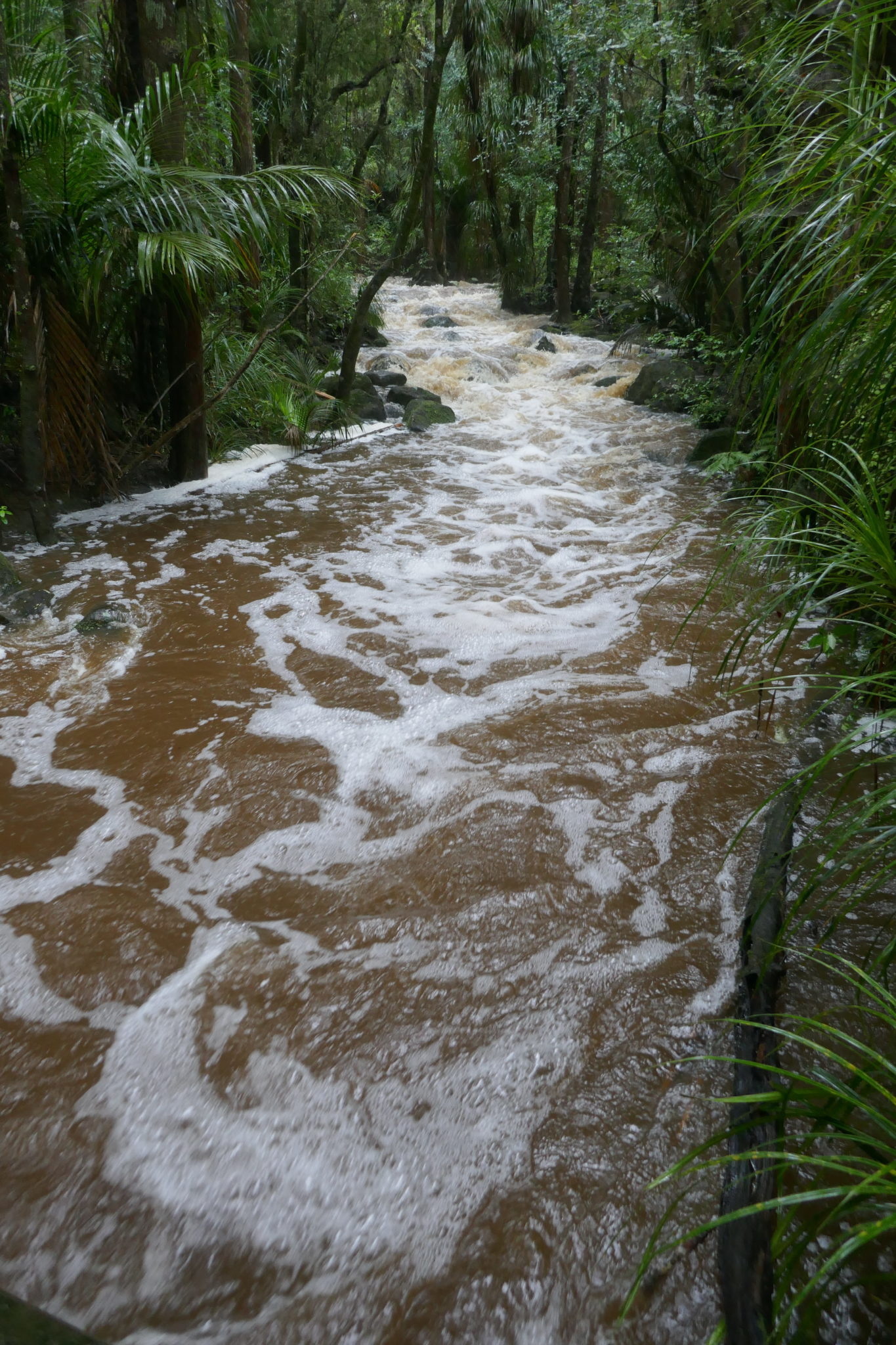 North Island Rivers ‘Northland’ – North Island – understanding albert